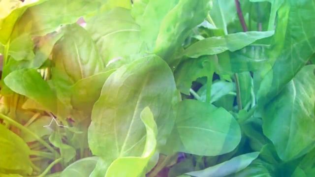 ЩАВЕЛЬ ПОЛЕЗЕН ИЛИ ВРЕДЕН?  Щавель польза и противопоказания кому вреден щавель витамины