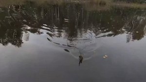 NORSTREAM Skald SKS 682M + Megabass Giant Dog X. Рыбалка в забродах.