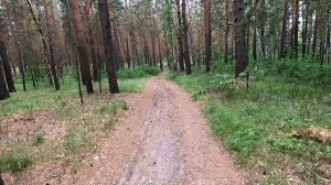 Прогулка по лесу на COLT 2 ALLOY, окрестности Барнаула.