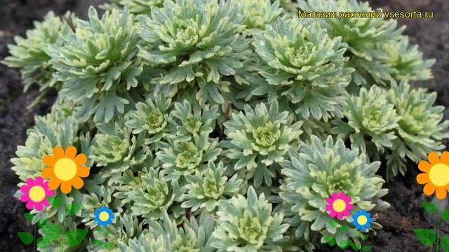 Камнеломка арендса Вариегата. Краткий обзор, описание saxifraga arendsii, hybridae Variegata смотреть онлайн