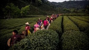 Почему Чайная Роза так называется? Версии происхождения названия чайная роза