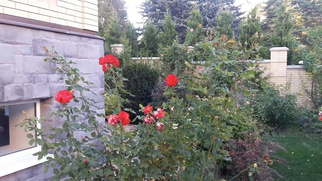 Розы и гортензии. Осенний сад 12. 09.20. И жара и холод. смотреть онлайн