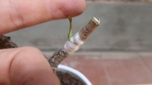 Прививка комнатной розы