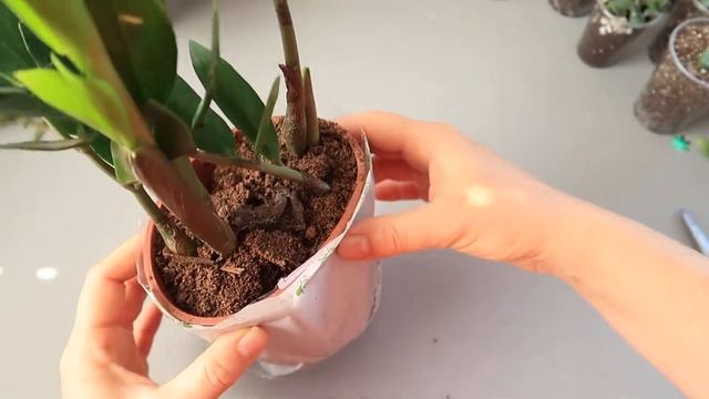 ЗАМИОКУЛЬКАС Как выбрать здоровое растение в магазине? Что делать после покупки ? Долларовое дерево