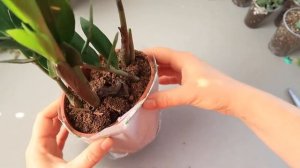 ЗАМИОКУЛЬКАС Как выбрать здоровое растение в магазине? Что делать после покупки ? Долларовое дерево