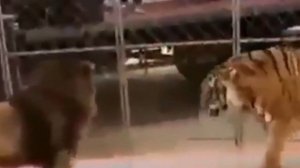 ЛЕВ ПРОТИВ ТИГРА. РЕАЛЬНЫЙ БОЙ. КТО ПОБЕДИТ?