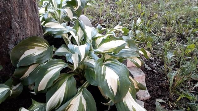 #hostaundulata #mediovariegata /Секреты роста хосты Медиовариегата(лат.hosta Mediovariegata) смотреть онлайн