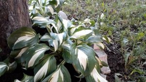 #hostaundulata #mediovariegata /Секреты роста хосты Медиовариегата(лат.hosta Mediovariegata)