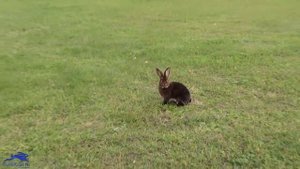 Кролик кастор рекс Castor-Rexe