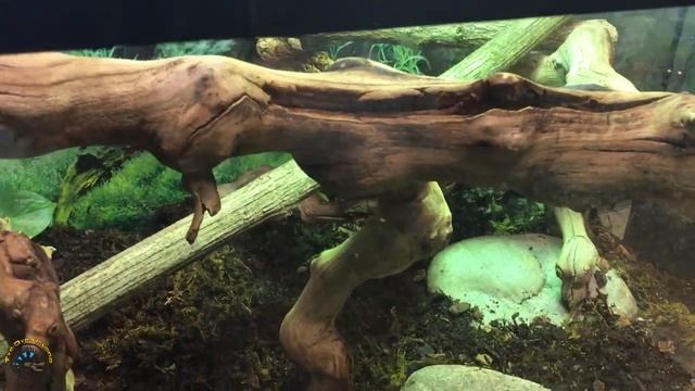 A Sunday Spotlight of Our Cute Baby Mangrove Monitor Who'd Love to Find Its Forever Family! ?? смотреть онлайн