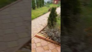 Воспитание щенка кавказский овчарки