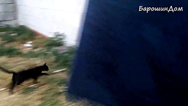 Кто ждал позитива? Котята, котики, кошки: бездомные наши подопечные очень надеются на нас с вами