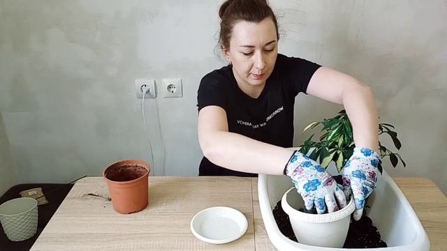 Пересадка красотки шеффлеры?