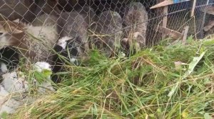 Показываю видео: как кормлю, и откармливаю баранов и овец #овцы