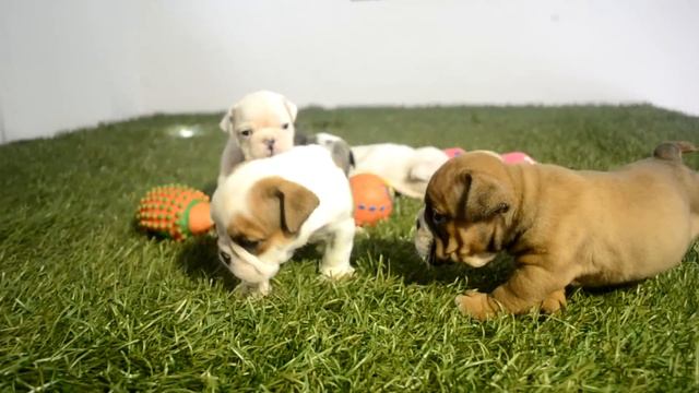 BULLCANES English Bulldog Breeder black widow  peggy  hellcat  scarlet  beyonce - смотреть онлайн