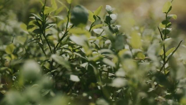 Презентационный ролик коттеджного поселка смотреть онлайн