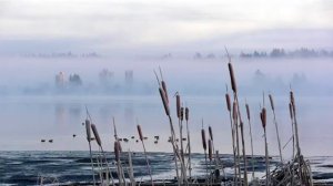 Алина Азат Каримовлар - Сары камыш (Ф. Хэбибрахманова суз.  А .Каримов кое)