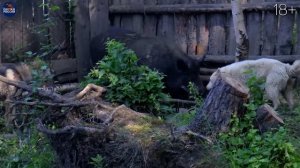 50 УДАЧНЫХ ВЫСТРЕЛОВ. Медведи, кабаны, лоси, олени,  косуля, козероги.