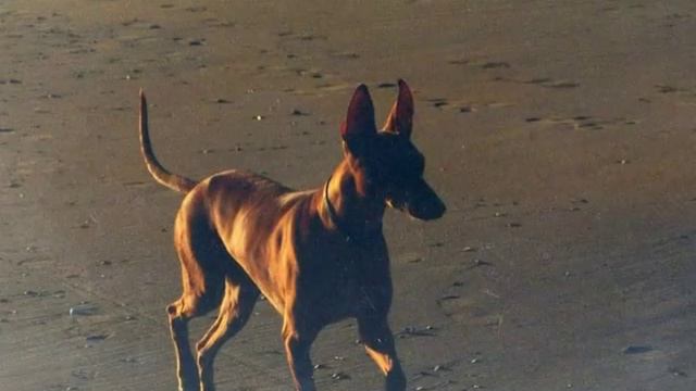 Cirneco dell'etna Tribute смотреть онлайн