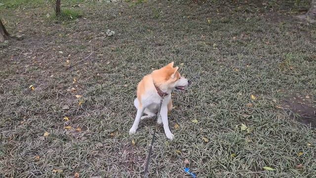 Акита,самый верный друг?Жизнь с собакой смотреть онлайн