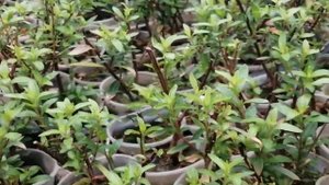 Куфея -  правильно сохраняем цветок!!!