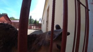 VLOG: Поездка в ЗООПАРК? в г. Липецк!?Путешествуем по России!