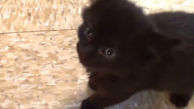 Почему коты мурлычут ?