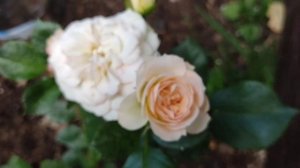 ?Роза  флорибунда Пастелла (Pаstella).Роза из коробки (Оби).