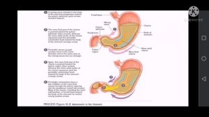 GIT Physiology: Motor Functions of The Stomach