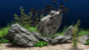 Dream Aquarium - Overfeeding the fish (4K)