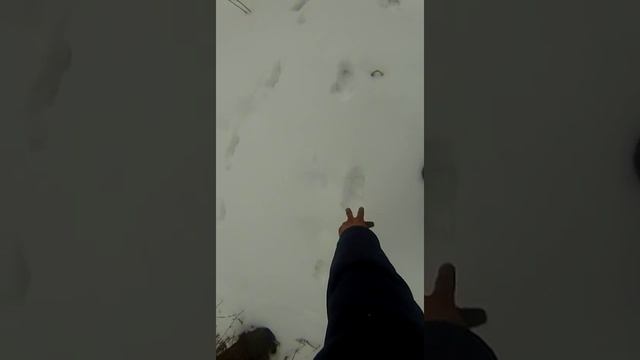 как привадить кабана зимой смотреть онлайн