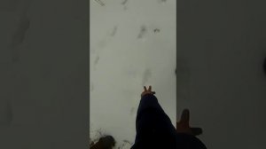 как привадить кабана зимой