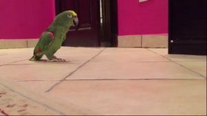Зловещий смех попугая
