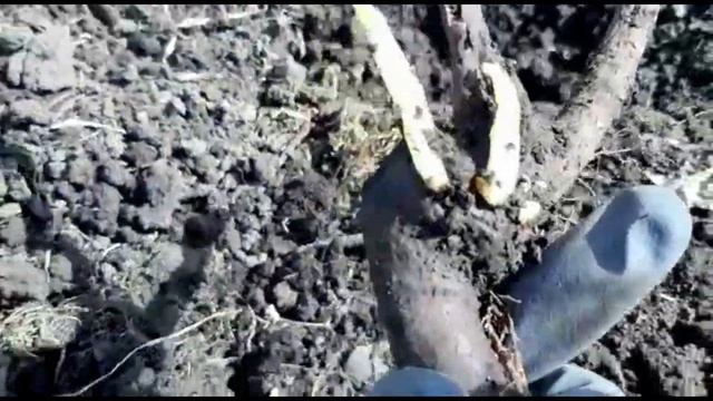 Реанимация роз на Урале. Не спешите выбрасывать, если.... смотреть онлайн