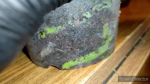 Свет для орхидей,(важно) орхидея Дарвин и не только ? смотреть онлайн