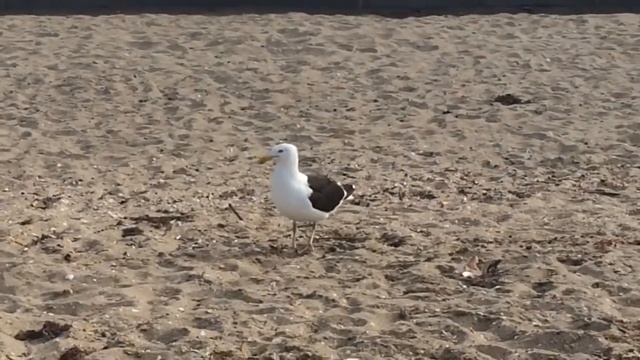 Лето в январе. Окленд, Новая Зеландия смотреть онлайн