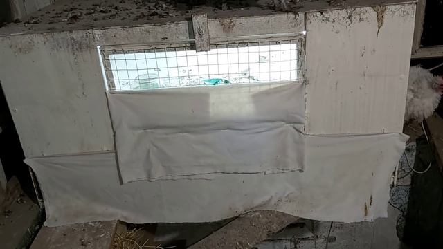 Продал утят -купил яйцо // муларды или слонята?