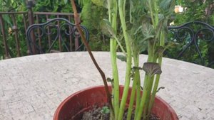 Проращивание розы в картошке.) Разоблачение обмана! Видео. Черенки роз в картошке.