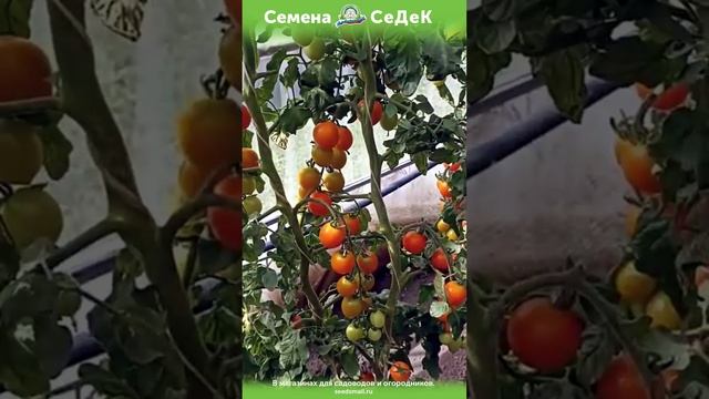 Томат, сладкий как карамель!
