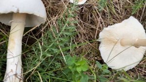 Leucoagaricus leucothites (Белошампиньон краснопластинчатый), October 4, 2020