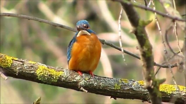 ЗИМОРОДОК... смотреть онлайн