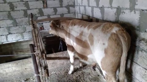 симментальская порода быков покупка быка симментала