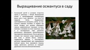 ОСМАНТУС