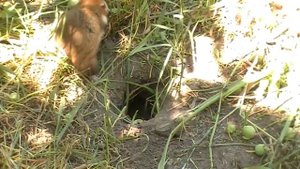 Дикий хомяк возле норы/ Wild hamster