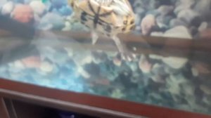 Выбираем грунт для акватеррариума красноухой черепахи