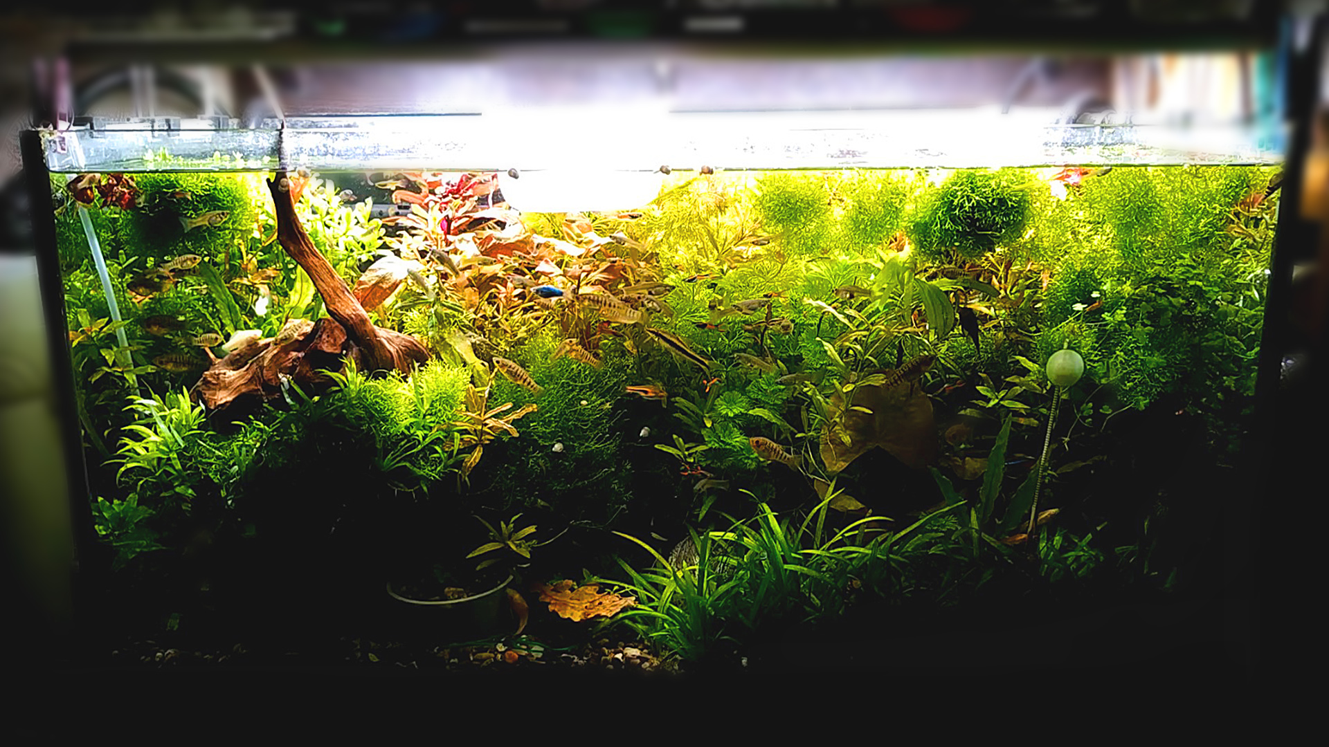 аквариум с водорослями и рыбками. флейта в аквариуме 130 литров. видео обзор аквариума. травник аквариум акваскейп. аквариум внутри.
