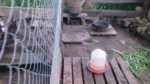 Мускусные утки (индоутки), их разведение и содержание.