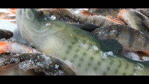 Самый огромный окунь в мире! Позитив для рыбаков.