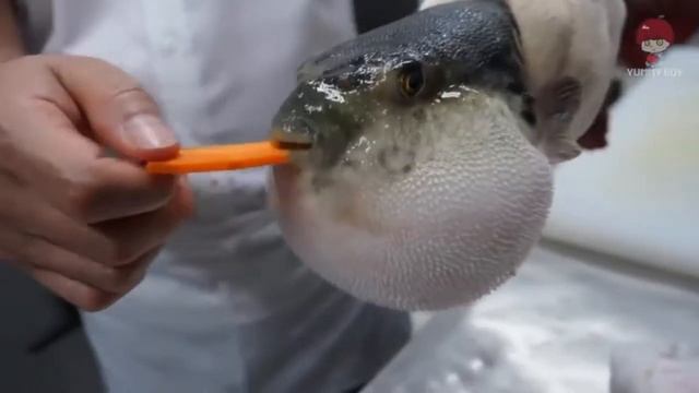 рыба фугу ест морковку смотреть онлайн
