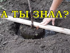 7 правил посадки ПЛОДОВЫХ ДЕРЕВЬЕВ???